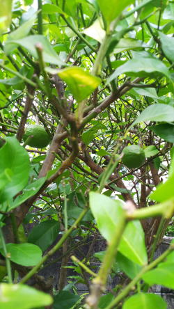 �����񍐎ʐ^